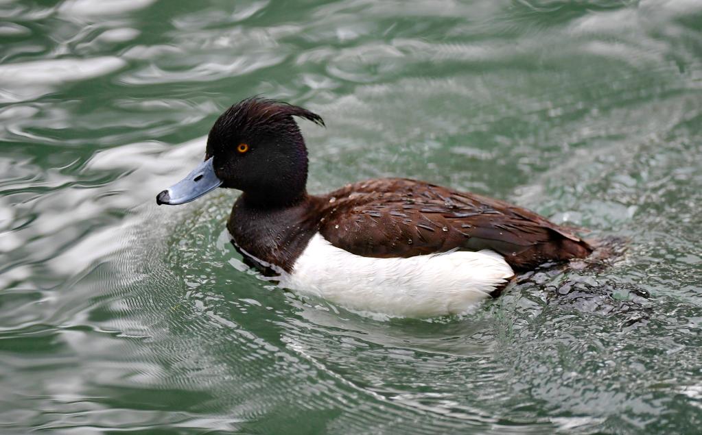 拉薩：潛鴨&ldquo;戲&rdquo;水