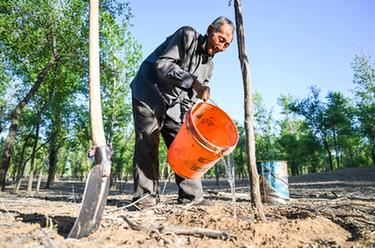 新華全媒+｜三北防護林里的&ldquo;老愚公&rdquo;