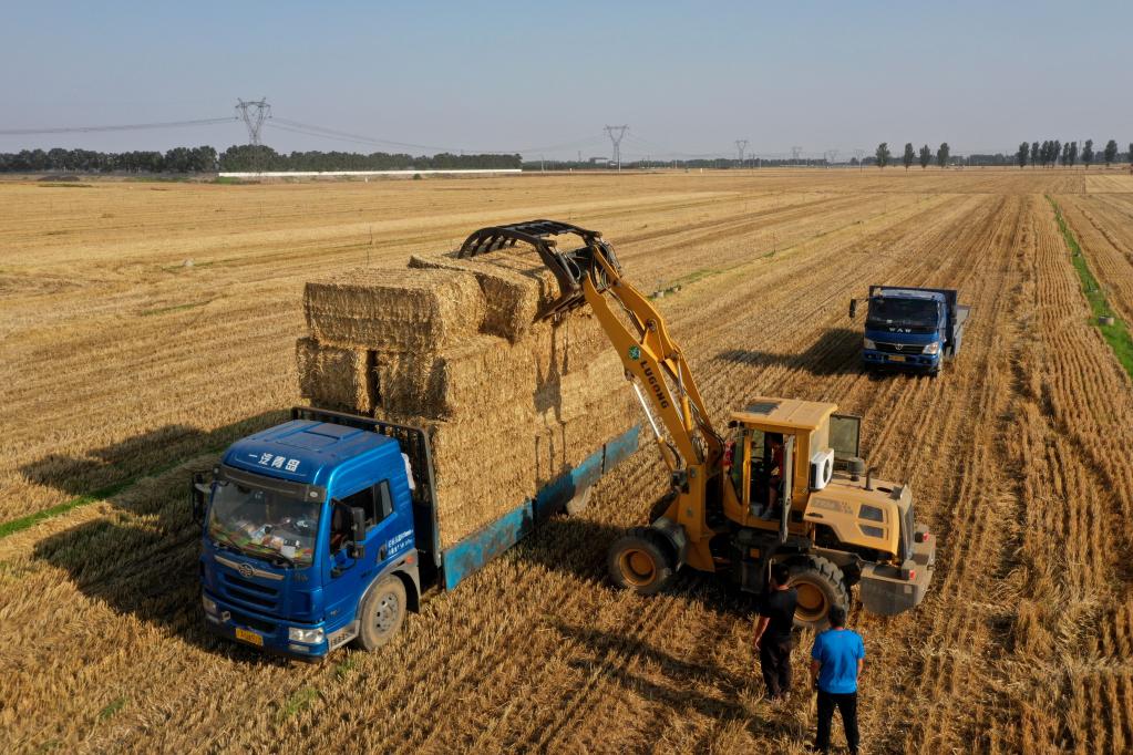 河北邢臺:秸稈回收 變廢為寶