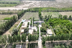 買(mǎi)爾當&middot;克依木：為沙漠增添新綠