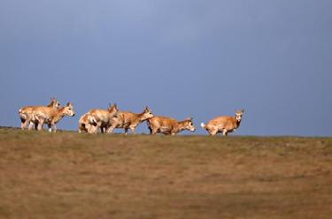 在可可西里卓乃湖，&ldquo;邂逅&rdquo;藏羚羊