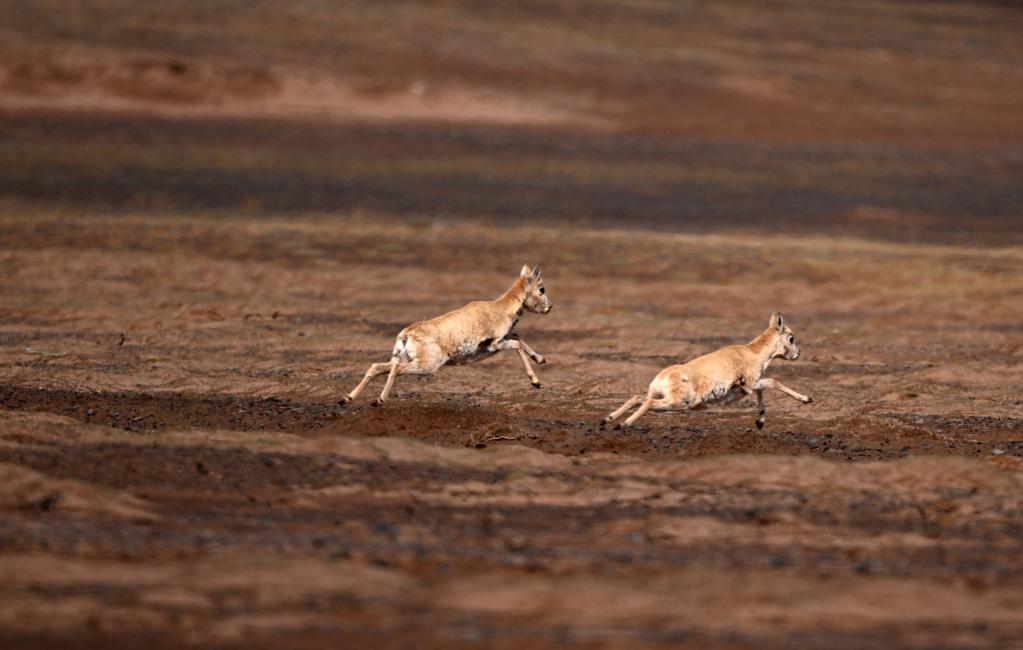&ldquo;藏羚羊產(chǎn)房&rdquo;卓乃湖的日與夜
