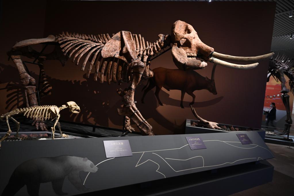 國博將舉辦&ldquo;東方故鄉&mdash;&mdash;中華大地百萬(wàn)年人類(lèi)史&rdquo;展