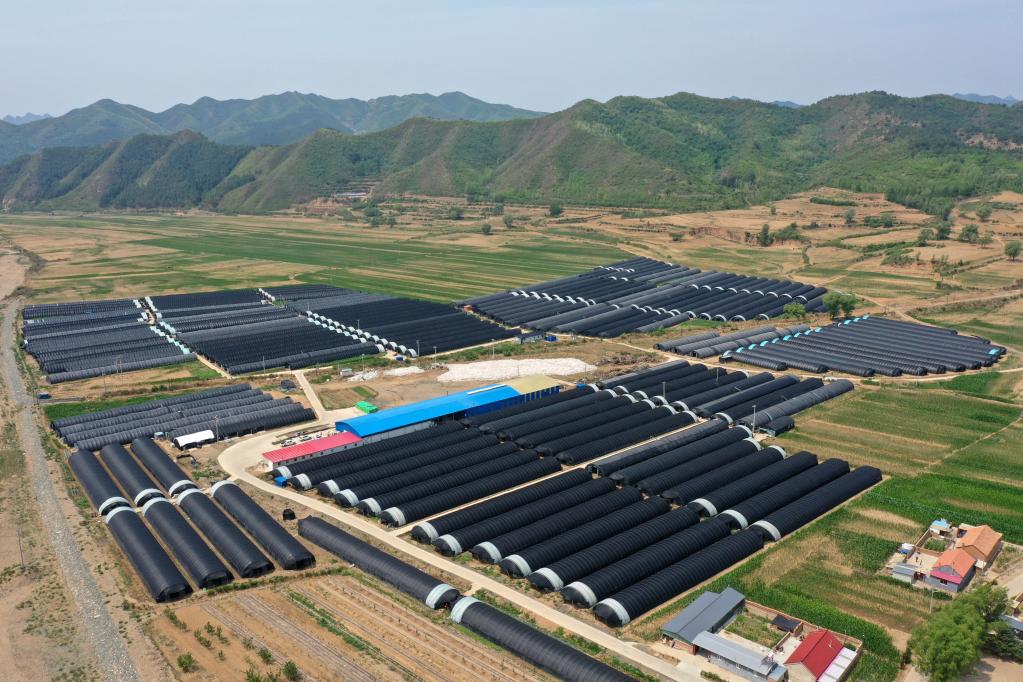 河北隆化：&ldquo;小蘑菇&rdquo;種出增收致富路