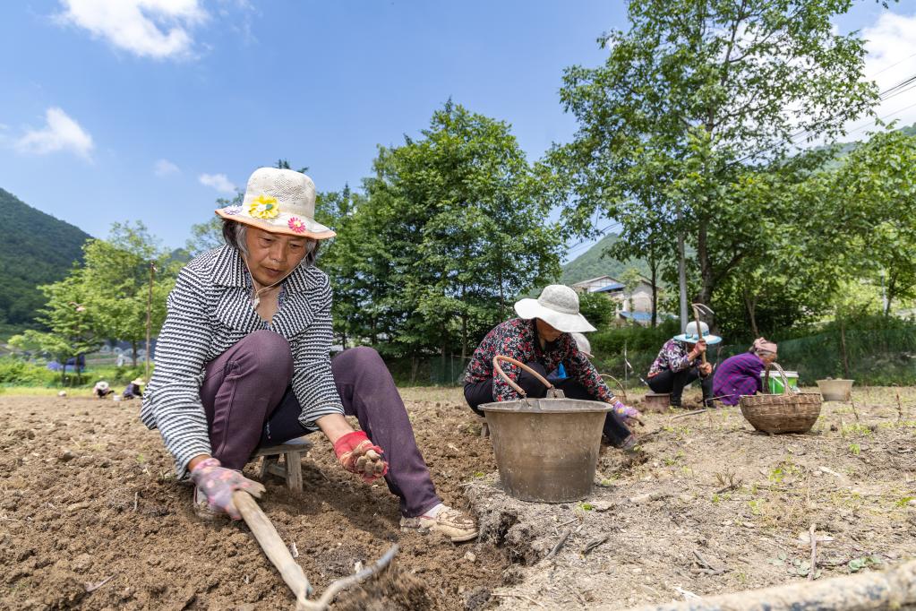 重慶巫溪：&ldquo;小貝母&rdquo;長(cháng)成致富&ldquo;大產(chǎn)業(yè)&rdquo;