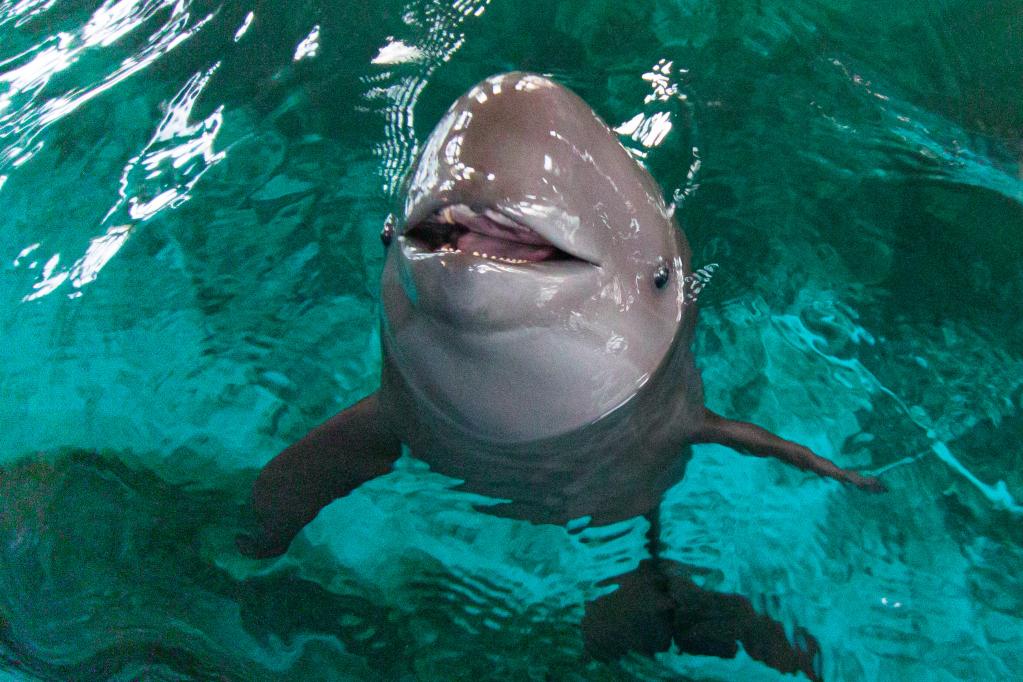 新華全媒+丨我國首頭人工飼養雌性二代江豚滿(mǎn)周歲