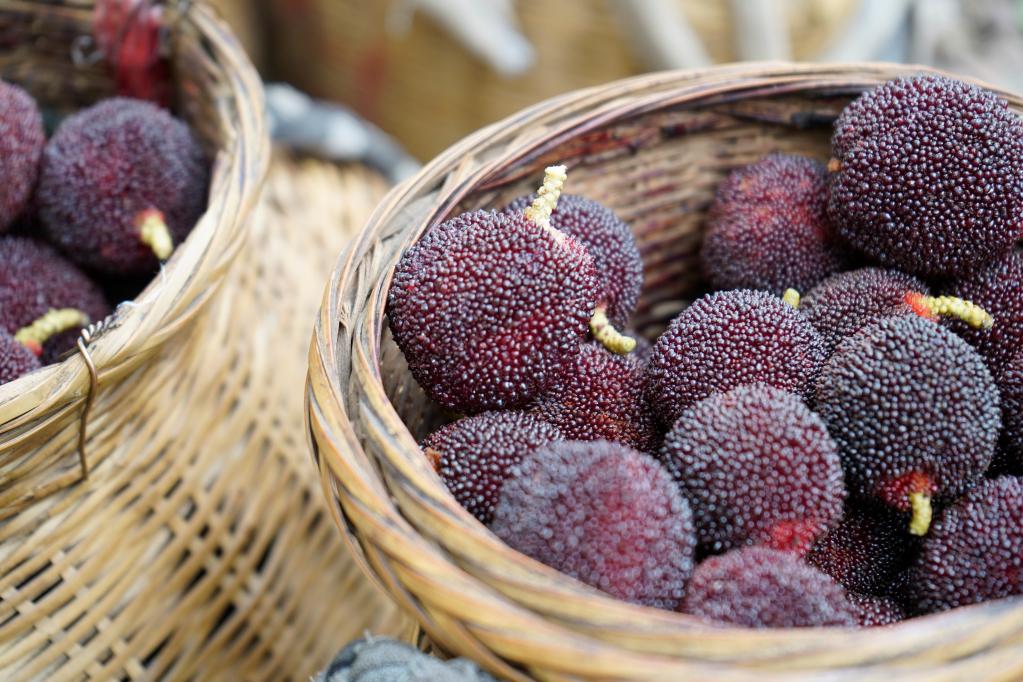 一顆楊梅的&ldquo;時(shí)間之旅&rdquo;