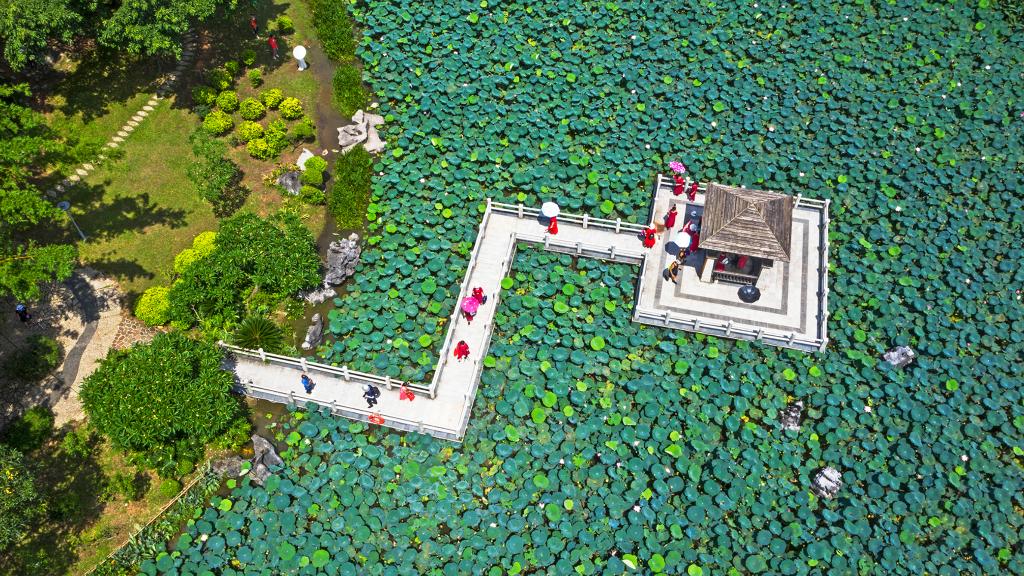 詩(shī)意中國丨荷花宮樣美人妝，荷葉臨風(fēng)翠作裳