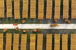 湖南衡陽(yáng)：黃花菜飄香農家忙