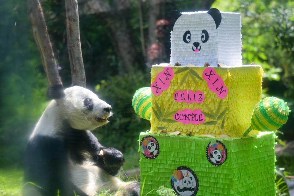 墨西哥為大熊貓&ldquo;欣欣&rdquo;慶祝33歲生日