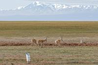 新時(shí)代中國調研行&middot;長(cháng)江篇丨守護藏羚羊&mdash;&mdash;一位科研工作者與藏羚羊的20年情緣