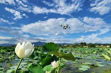 湖南常寧：&ldquo;空中管護&rdquo;保豐收