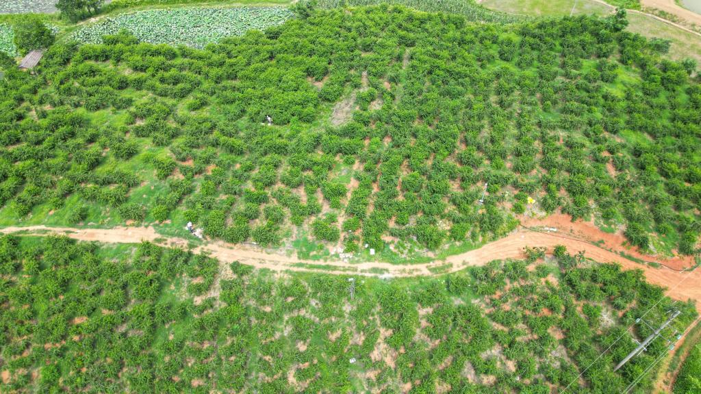 盛夏時(shí)節桃豐收