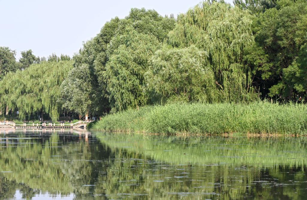 高質(zhì)量發(fā)展調研行丨北京大興：新鳳河變身清水河