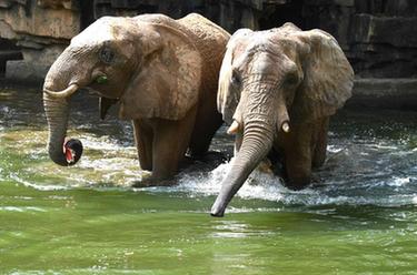 動(dòng)物消暑有&ldquo;涼&rdquo;方