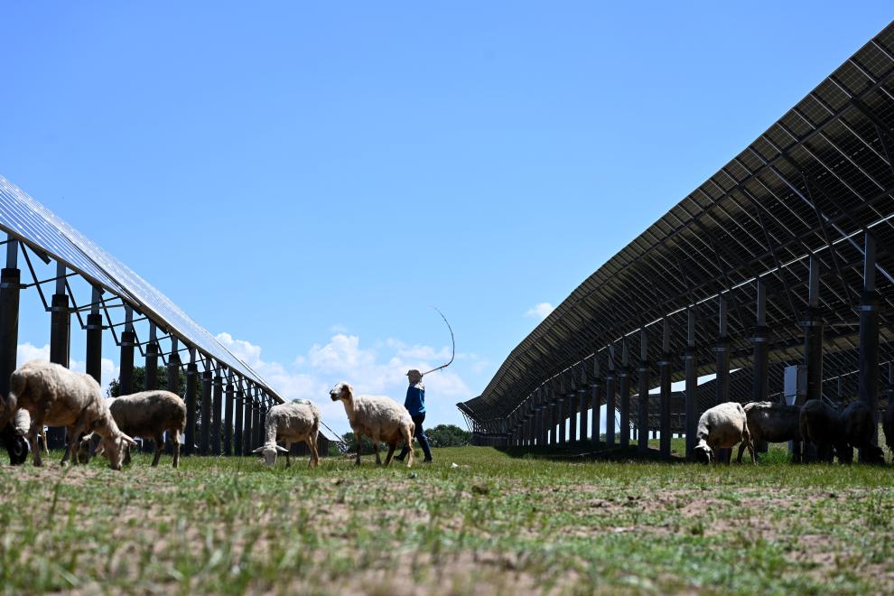 河北圍場(chǎng)：&ldquo;牧光互補&rdquo;助力綠色發(fā)展