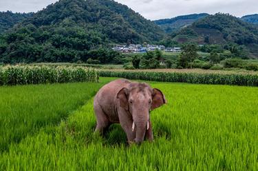 國道之行 從雪山奔向大海｜12年，大象&ldquo;逛吃團&rdquo;在這里流連忘返
