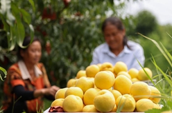 貴州玉屏:黃桃收獲