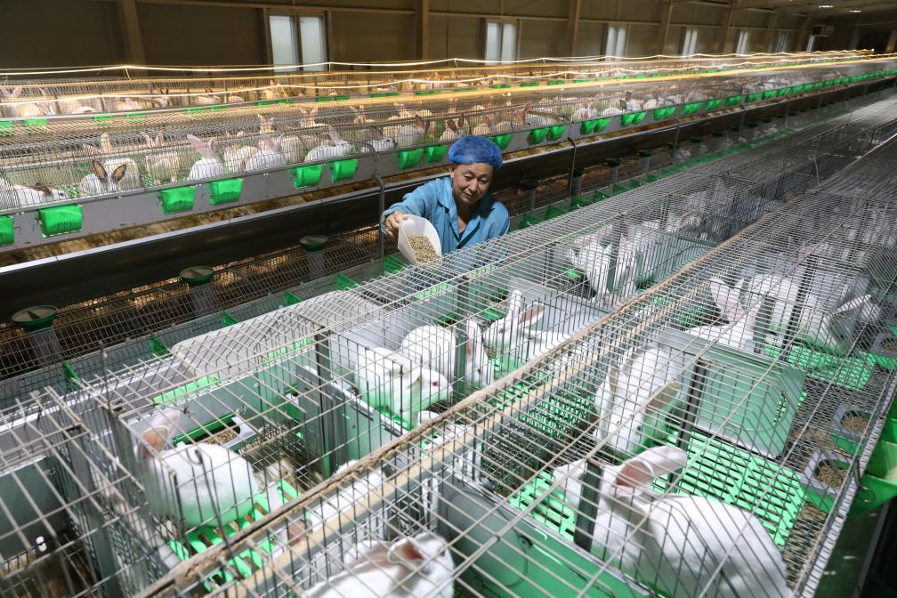 河北懷安：養兔&ldquo;機械大棚&rdquo;富農家