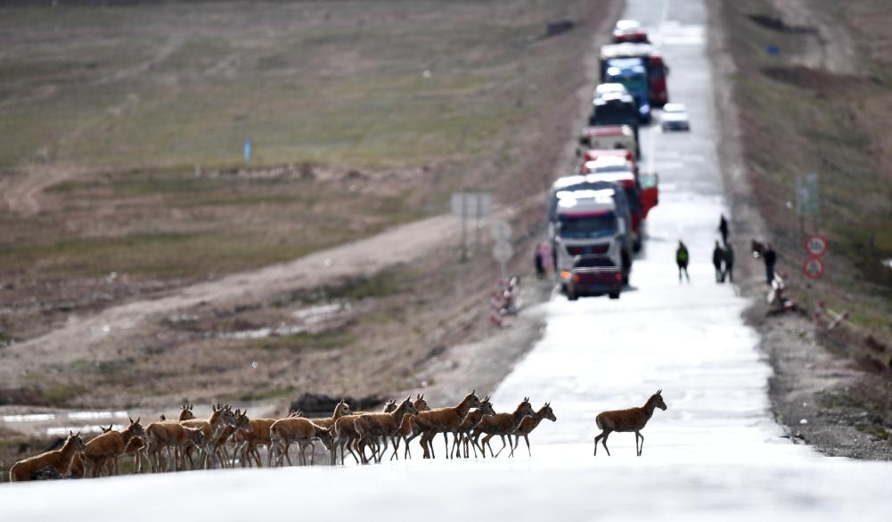 青?？煽晌骼锊亓缪蜻M(jìn)入回遷高峰期