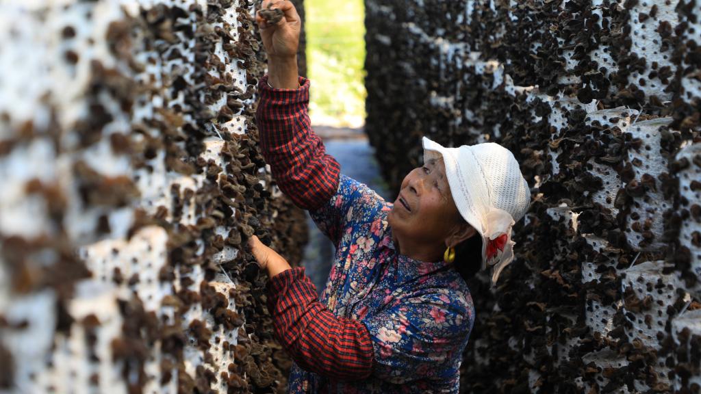 甘肅卓尼：小木耳助力鄉村振興