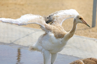 遼寧盤(pán)錦：丹頂鶴初長(cháng)成