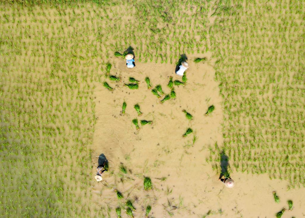 視&middot;覺(jué)丨插秧