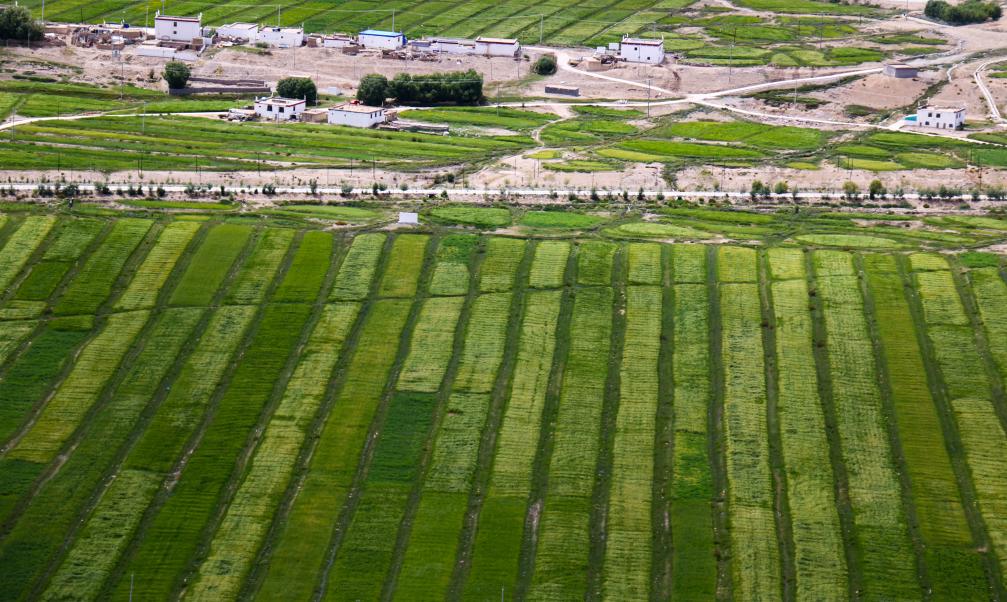 西藏普蘭：青稞長(cháng)勢喜人