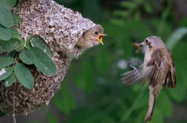 河北豐南：&ldquo;鳥(niǎo)類(lèi)建筑師&rdquo;沿海濕地育雛