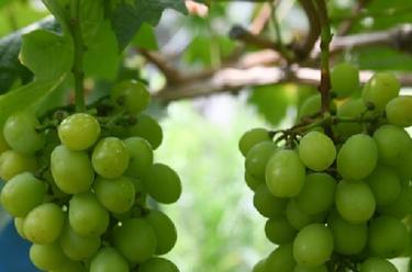 浙江諸暨：推進(jìn)葡萄產(chǎn)業(yè)升級 助力現代農業(yè)發(fā)展