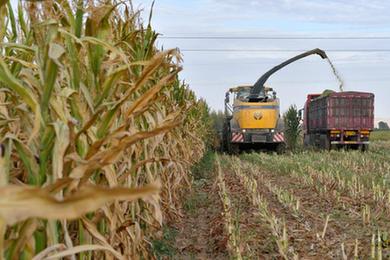 抗旱&ldquo;糧改飼&rdquo;減災保收