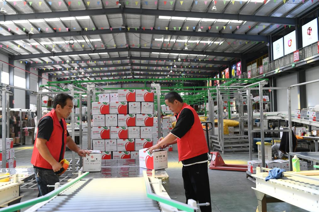 高質(zhì)量發(fā)展調研行丨陜西延安：&ldquo;小蘋(píng)果&rdquo;做成&ldquo;大產(chǎn)業(yè)&rdquo;