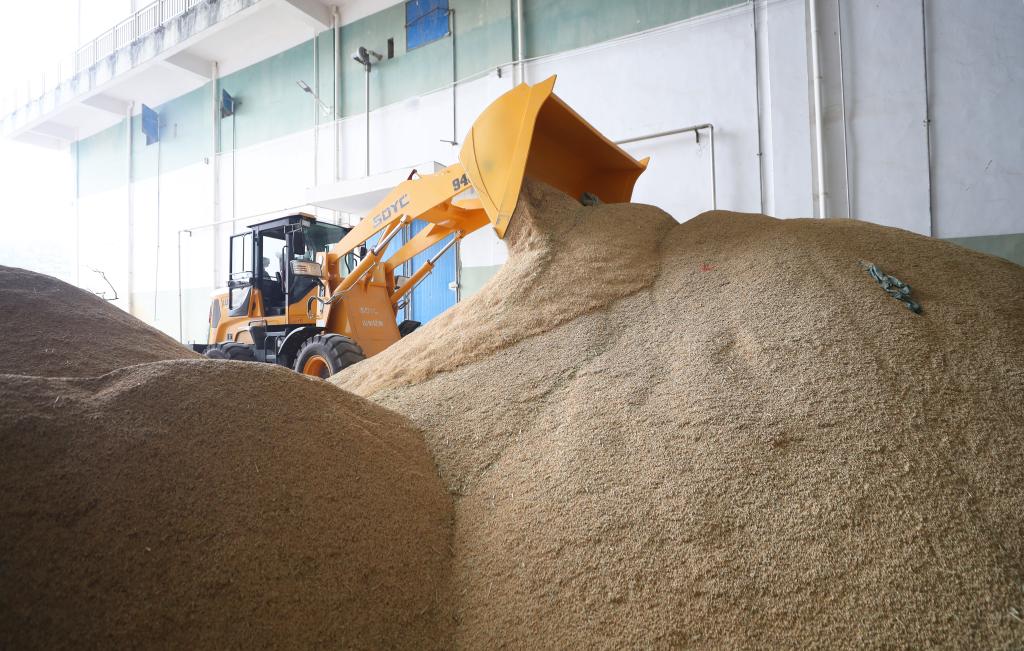 湖南衡陽(yáng)：糧食收儲忙