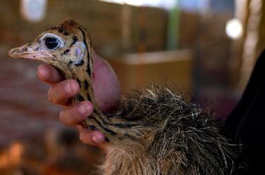 &ldquo;00后&rdquo;鴕鳥(niǎo)司令的小康之路