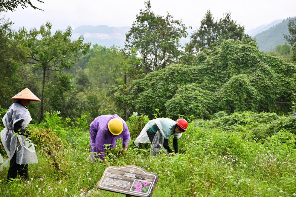 加強江岸治理 筑牢長(cháng)江上游重要生態(tài)屏障