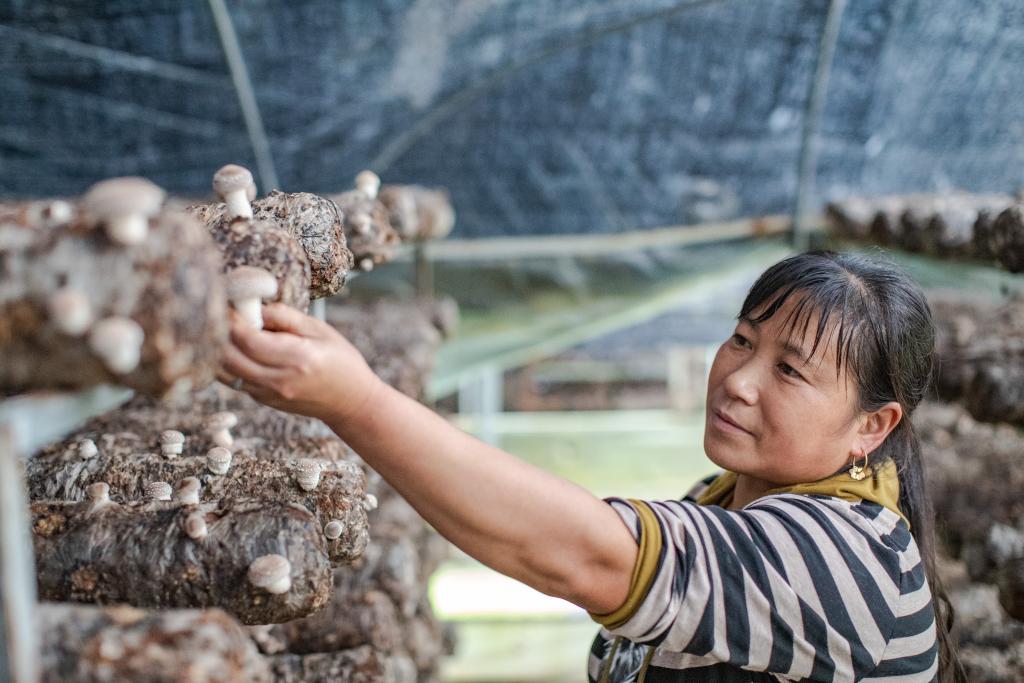 山區小香菇 &ldquo;長(cháng)&rdquo;成出口名產(chǎn)品