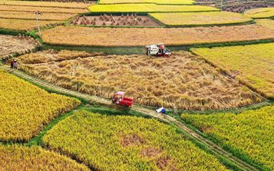 詩(shī)意中國丨獲稻畢工隨曬谷，直須晴到入倉時(shí)