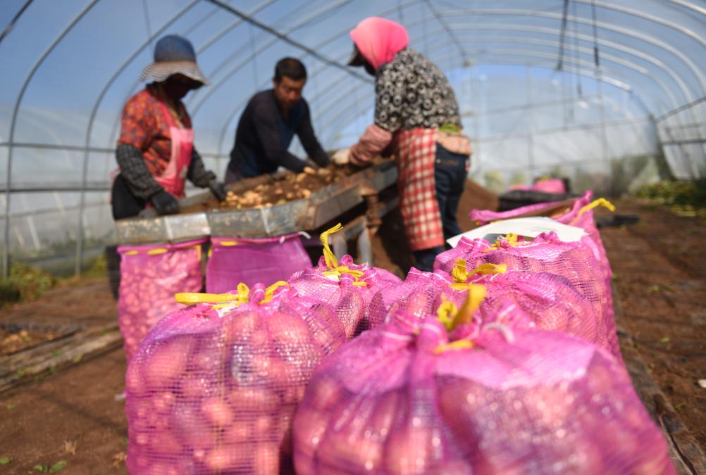 河北張北：馬鈴薯&ldquo;原原種&rdquo;產(chǎn)業(yè)富農家