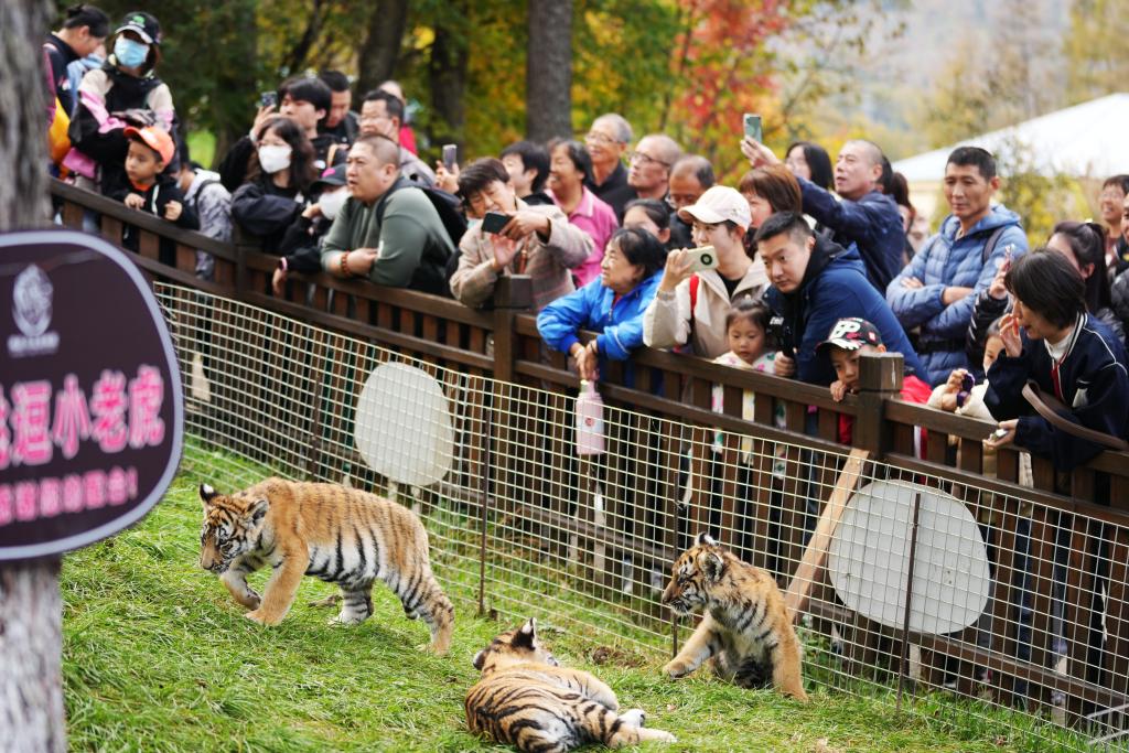 &ldquo;黃金周&rdquo;觀(guān)虎
