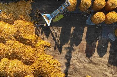 全國秋糧收獲已過(guò)四成