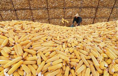 豐收&ldquo;金滿(mǎn)倉&rdquo;