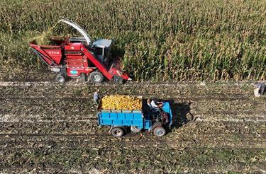 新華全媒+丨河北：秋收農正忙 豐收盈滿(mǎn)倉