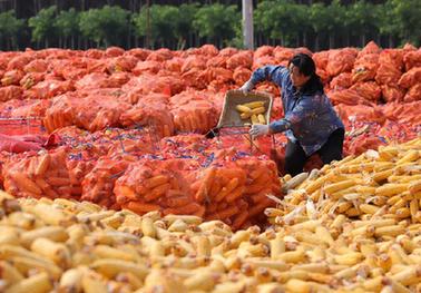 寒露時(shí)節農事忙