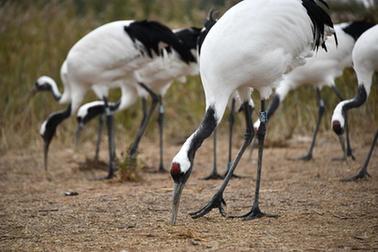 新華全媒+丨新時(shí)代中國調研行&middot;黃河篇丨走進(jìn)黃河三角洲濕地