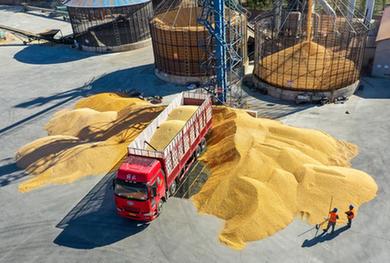 內蒙古通遼：&ldquo;糧食銀行&rdquo;收糧忙