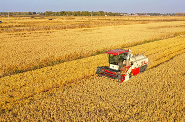 內蒙古東部糧倉通遼:沃野金黃豐收忙