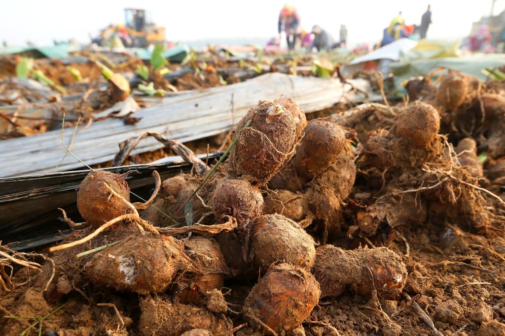 山東即墨：&ldquo;訂單芋頭&rdquo;迎豐收