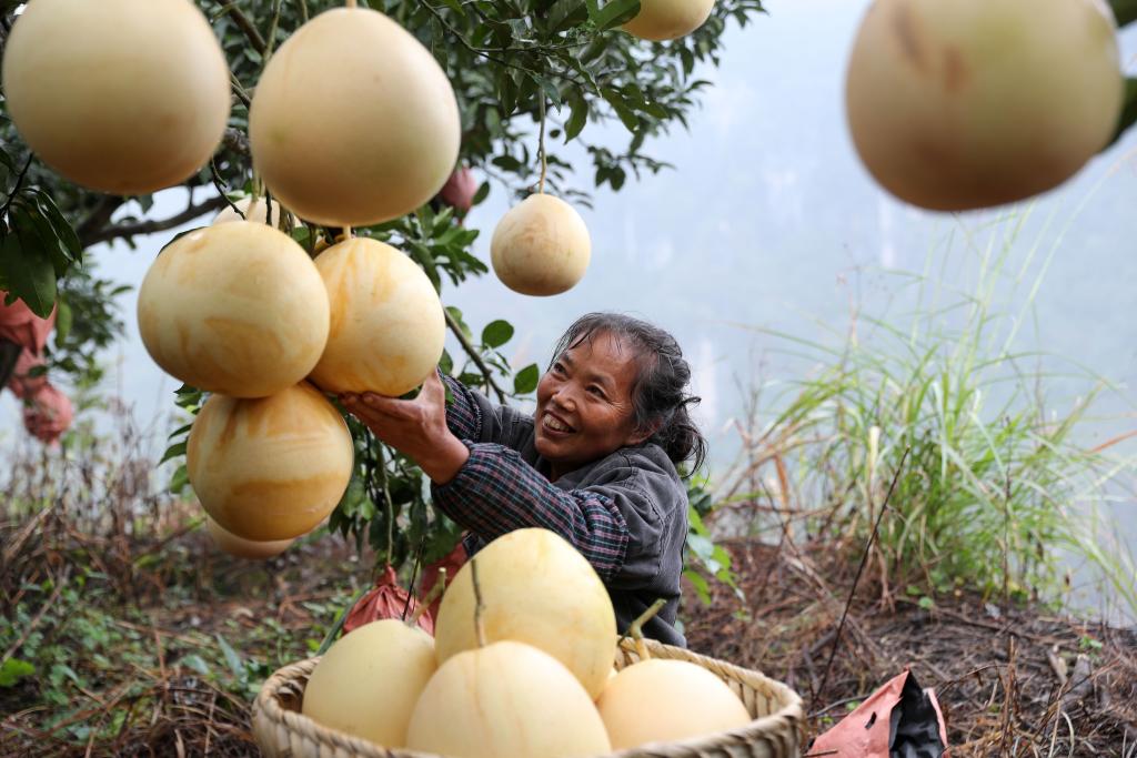 詩(shī)意中國丨霜重梨棗熟