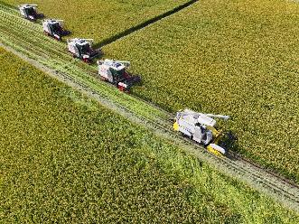 江蘇南通：無(wú)人機械水稻收割忙