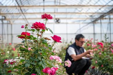 四季中國丨&ldquo;來(lái)自星星的玫瑰&rdquo;開(kāi)花了